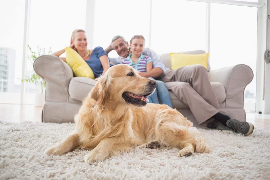 Retriever with family